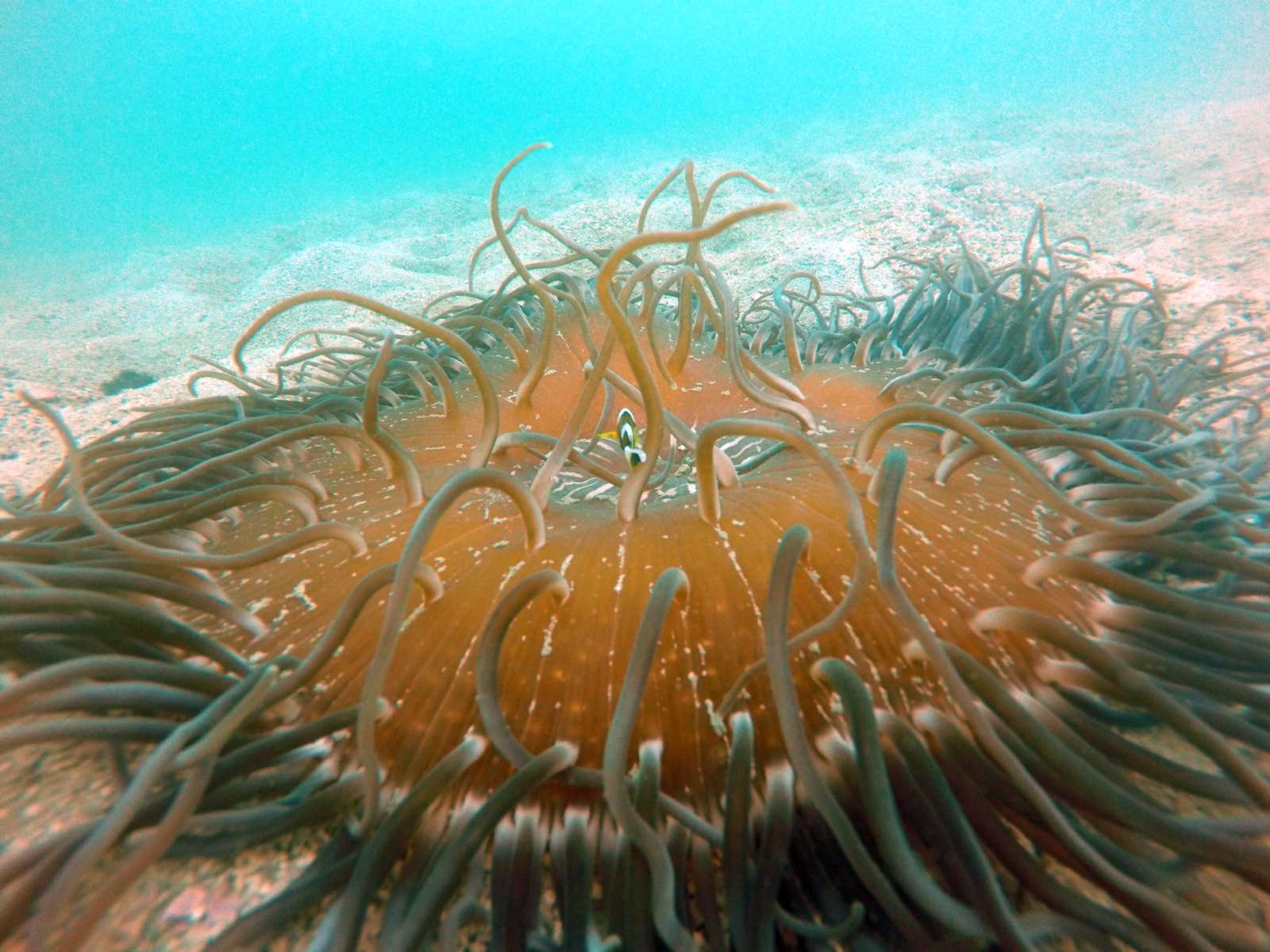 Hong Kong water has rich marine biodiversity.