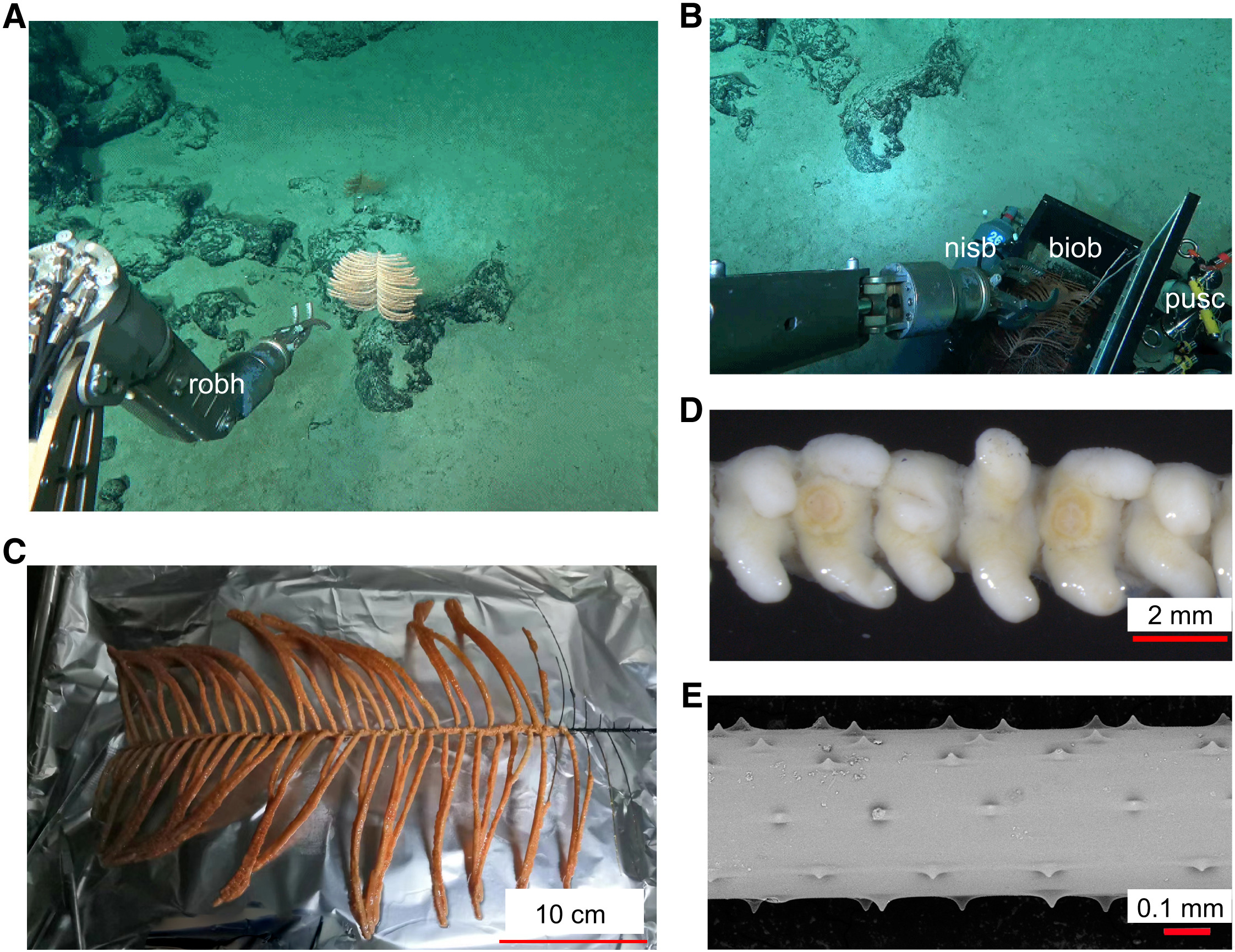 Natural habitat and morphology of deep-sea coral Bathypathes pseudoalternata.