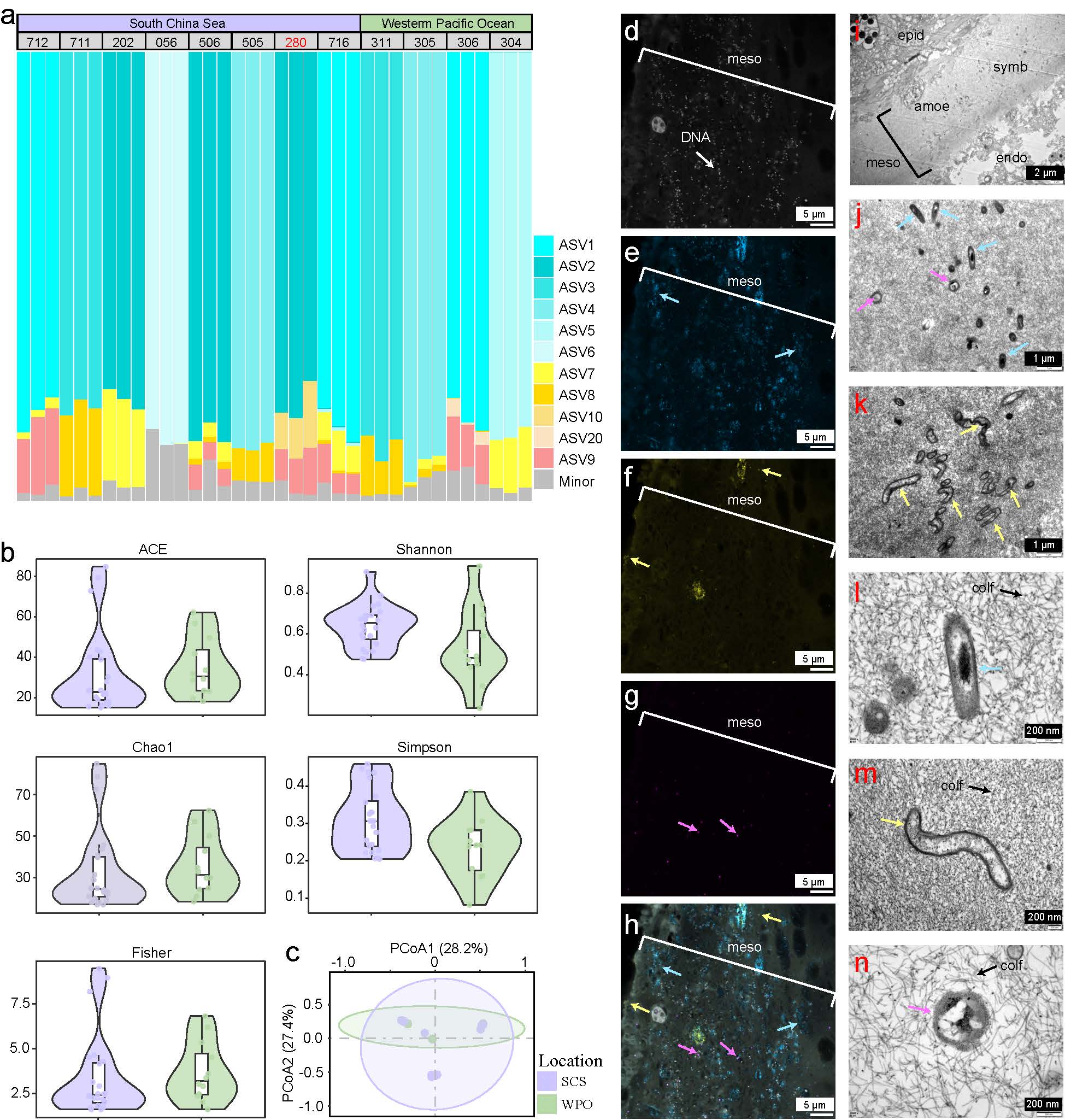 Microbial structure and distribution of symbionts within the deep-sea coral Bathypathes pseudoalternata holobiont. 