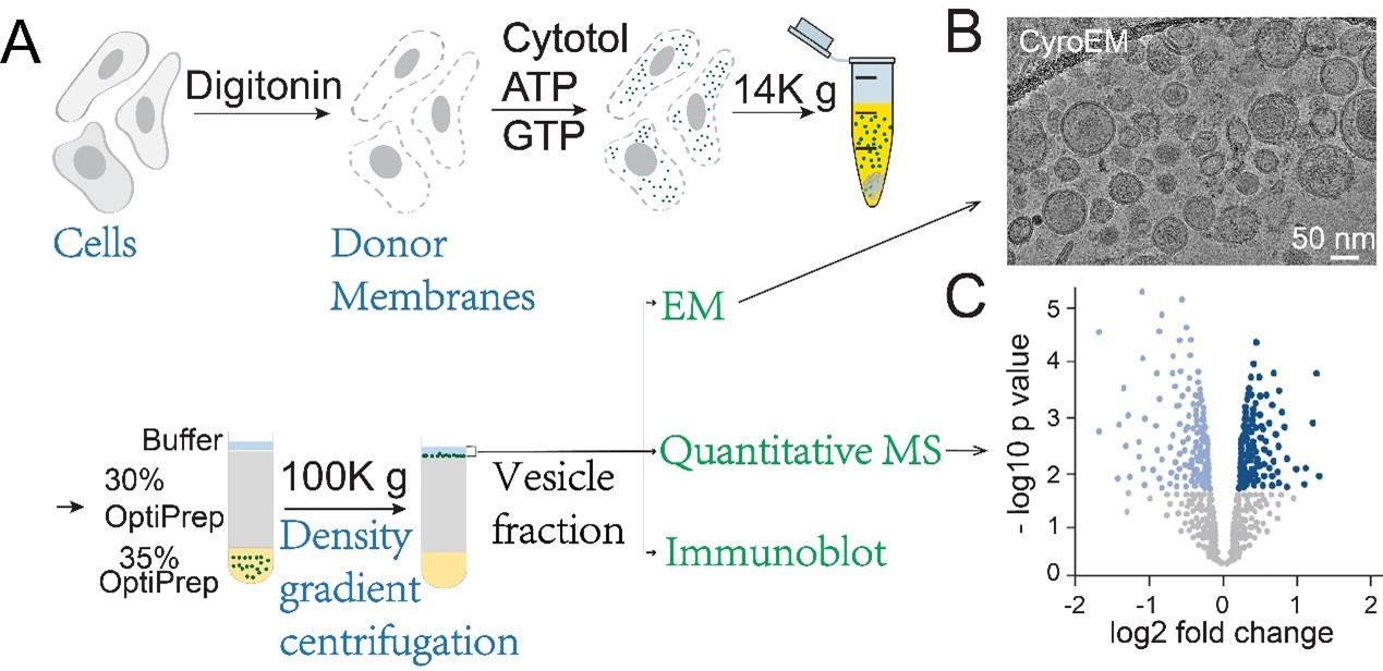 Schematic of the research approach based on vesicle reconstitution combined with electron microscopy and proteomics. (References: PNAS 2019, PNAS 2021, PNAS 2025, Nature Plants 2021)