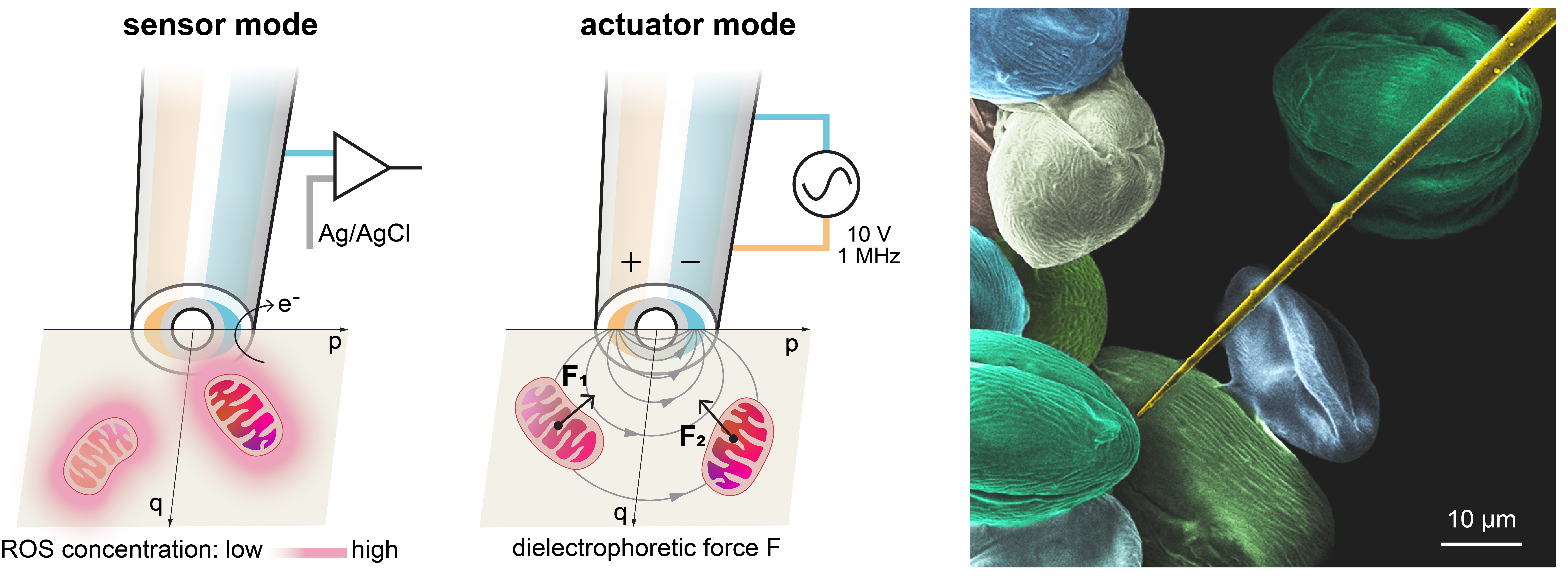 (left) The sensor and actuator working modes of the robotic nanoprobe. (right) Color SEM image of the nanoprobe alongside pollen grains, demonstrating the sharp tip geometry that reduces invasiveness in cell manipulation.